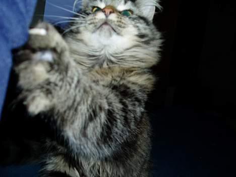 Maine Coon Bailey - Bailey`s Klør!!  billede 6