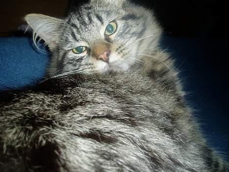 Maine Coon Bailey billede 7