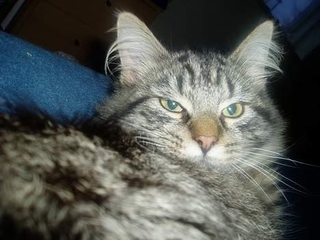 Maine Coon Bailey billede 8