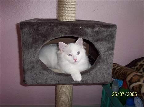 Ragdoll Zephyros - Hulekat. billede 10