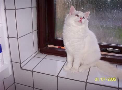 Ragdoll Zephyros - En sød dreng! billede 11