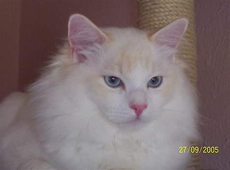 Ragdoll Zephyros - Nærbillede af knægten! billede 12