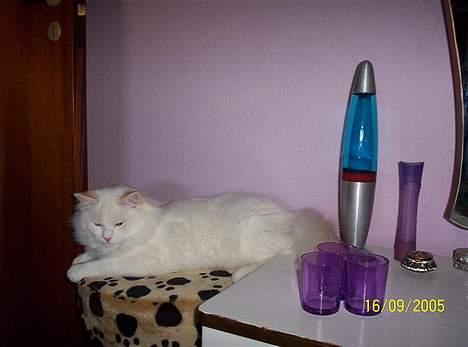 Ragdoll Zephyros - Her ligger han godt! billede 13