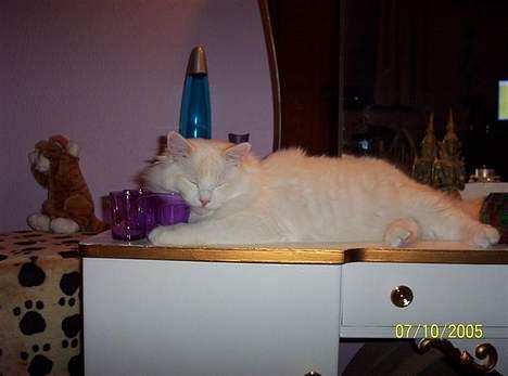 Ragdoll Zephyros - Man har vel nipsgenstande på toiletbordet! billede 14