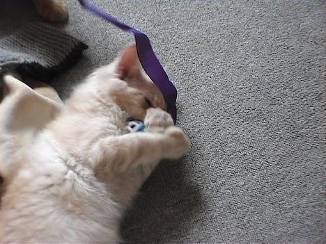 Maine Coon Bossen - Schh jeg er lige ved at "nakke" en silkesnor...tihii..og jeg vinder ...tror jeg :-)) billede 3