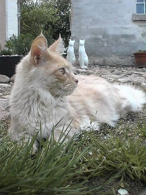 Maine Coon Bossen - Er ude i den enorme store verden !! hold da op..Sikke mange ting der skal opleves..Blir man træt af :-)) billede 4