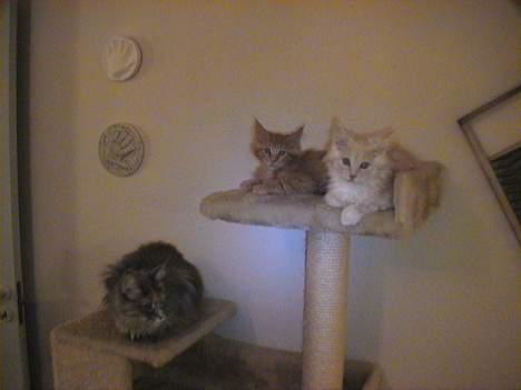 Maine Coon Bossen - Min Moar ligger nederst. Herkules skal vist vokse lidt den bettemand ;-) billede 6
