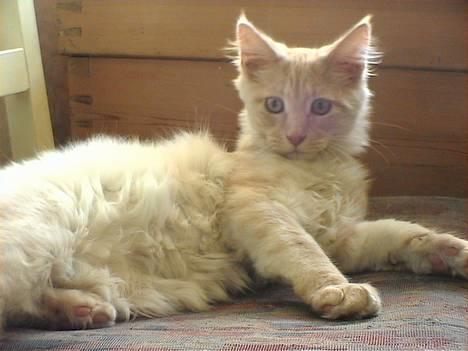 Maine Coon Bossen - Og minsandten er jeg her igen ;-)...børste søges.. ;-)) billede 9