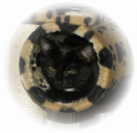 Blanding af racer Plet - kan du.. finde mig???..... billede 5