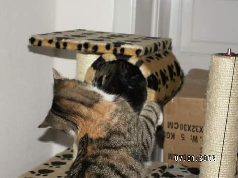 Blanding af racer Plet - her er de i gang med den vilde leg, Buller "vinger" ud efter Plet. billede 6