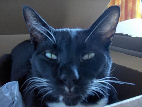 Blanding af racer Simon  billede 11