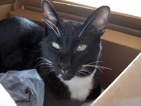 Blanding af racer Simon  billede 12