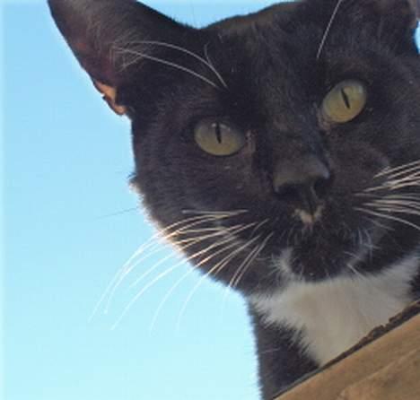 Blanding af racer Simon  billede 15