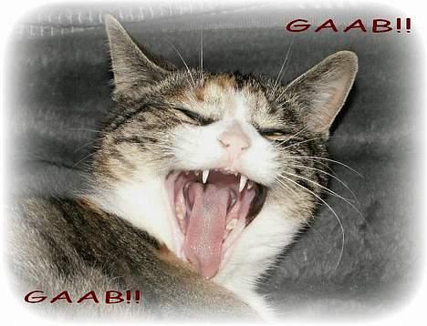 Blanding af racer Buller mis - nu vil jeg ta´ en LUR. billede 13