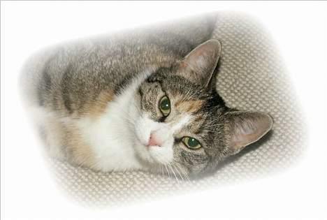 Blanding af racer Buller mis billede 14