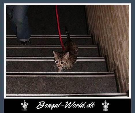 Bengal : Ricco  - 08.01.2006   Ricco på vej op ad trappen efter at være blevet luftet. billede 16