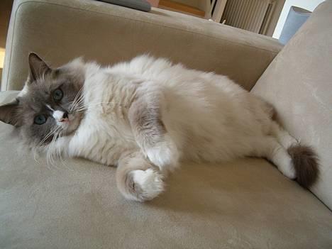 Ragdoll Charlie - Jaeh.. Jeg overvejer faktisk at søge ind på Casablanca models.. Elsker at posere foran kameraet! *G* billede 1