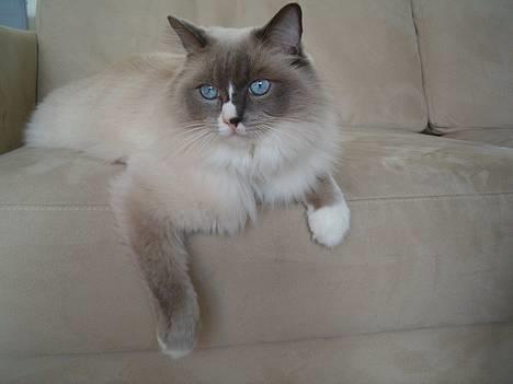 Ragdoll Charlie billede 2