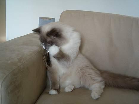 Ragdoll Charlie billede 3