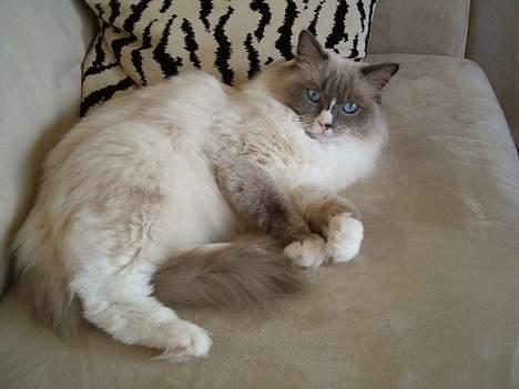 Ragdoll Charlie billede 4