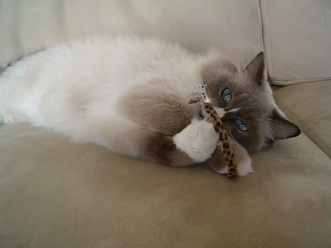Ragdoll Charlie billede 5