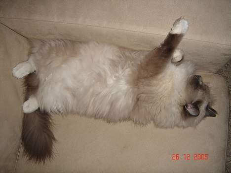 Ragdoll Cirkeline billede 1