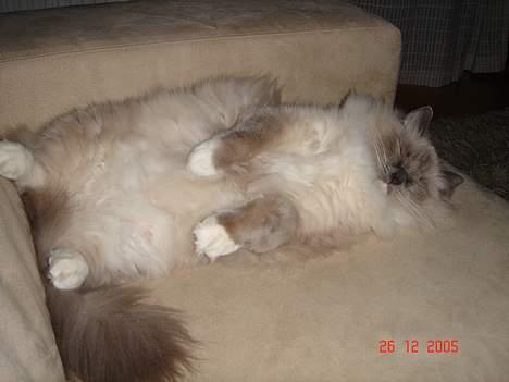 Ragdoll Cirkeline billede 2