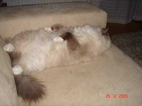 Ragdoll Cirkeline billede 3