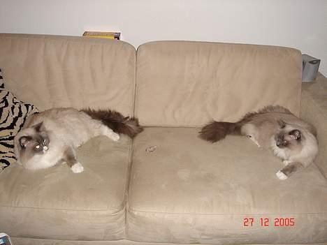 Ragdoll Cirkeline billede 4