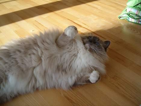 Ragdoll Cirkeline billede 5