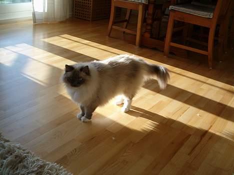 Ragdoll Cirkeline billede 6