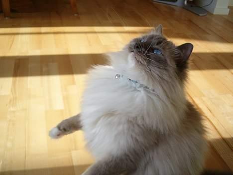 Ragdoll Cirkeline billede 7