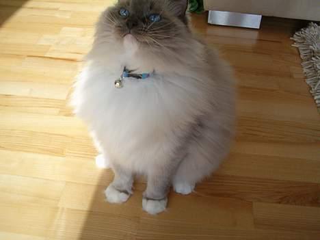 Ragdoll Cirkeline billede 8