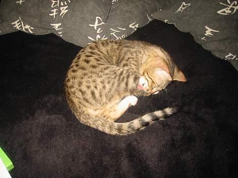 Bengal Lille Mis  billede 10