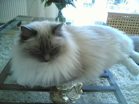 Ragdoll Cirkeline billede 9