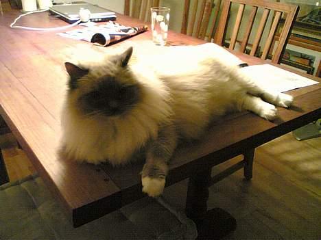 Ragdoll Cirkeline billede 10