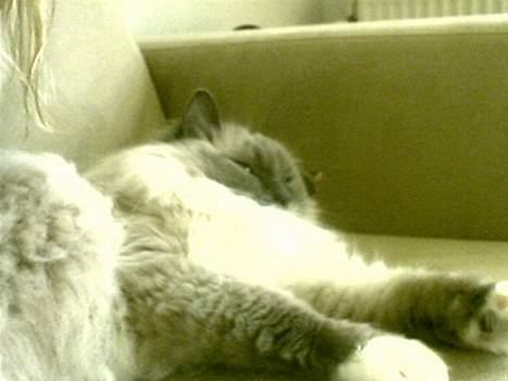 Ragdoll Cirkeline billede 11