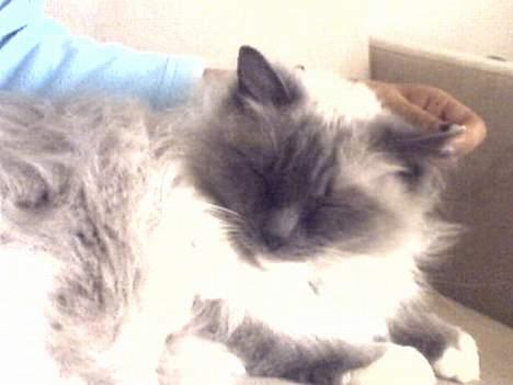 Ragdoll Cirkeline billede 12