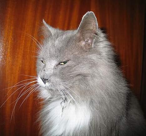 Norsk Skovkat Tomas - Ciao! Det er mig, er jeg ikke en frækkert? billede 1