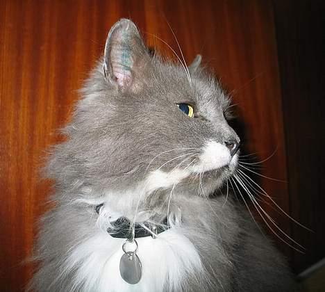 Norsk Skovkat Tomas - Og se mig så fra denne vinkel... billede 2