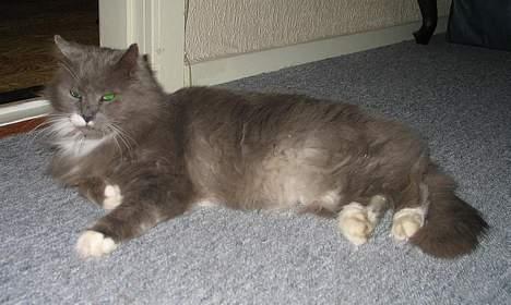 Norsk Skovkat Tomas - Træt ovenpå en slåskamp med min bror... billede 3