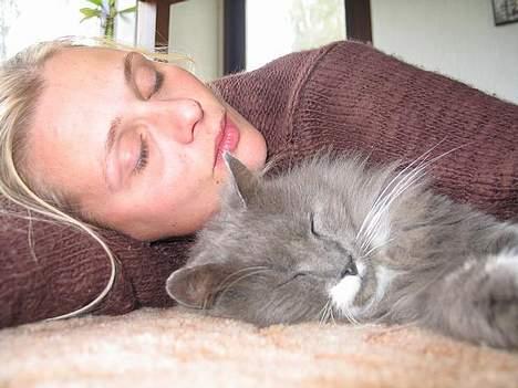 Norsk Skovkat Tomas - Her får jeg lige en lur sammen med min "mor" billede 4