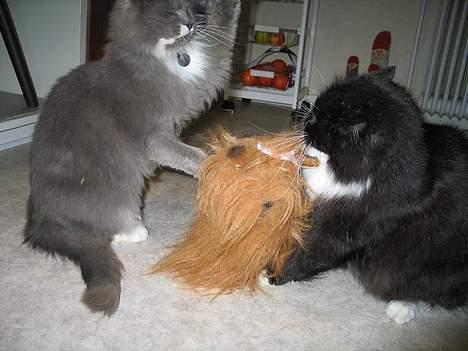 Norsk Skovkat Tomas - Her er Sylvester og jeg i færd med at nedkæmpe Yorkshire terrieren Marianne billede 5