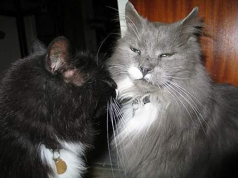 Norsk Skovkat Tomas - Mig og min bror.. billede 6