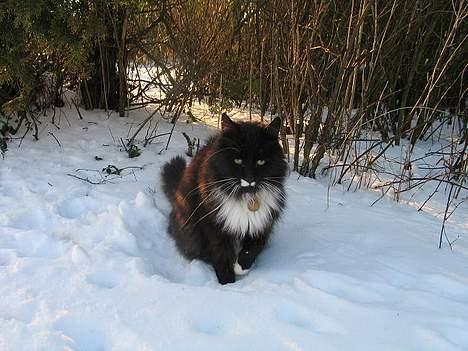 Norsk Skovkat Sylvester - Howdy! Dette er mig folks. JEG er katten der styrer her.. billede 1