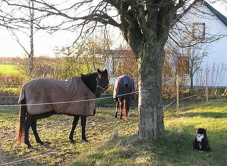 Norsk Skovkat Sylvester - Her er noget af mit domæne. Jeg styrer 10 heste nemlig... billede 5