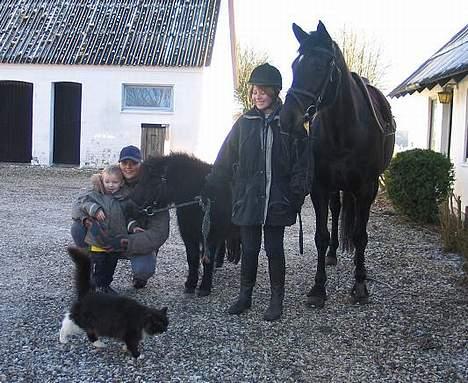 Norsk Skovkat Sylvester - Jeg har det bedst med at være med hvor tingene sker... billede 6