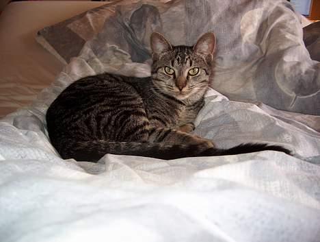 Blanding af racer Cleo billede 12