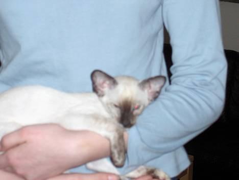 Siameser Kulle  billede 7