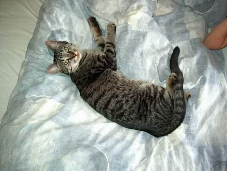 Blanding af racer Cleo billede 13